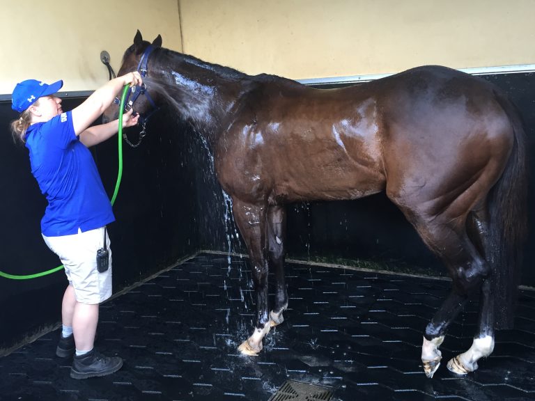 Wash down bays